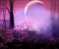 Purple Forest 